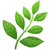 herb